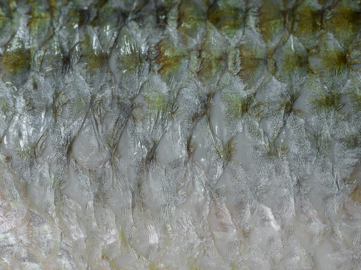 Why Nudo Chose Vegan Food Supplements - The Truth About Collagen and Pro-Aging Beauty